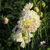 Sandia Serenity Dahlia Tuber