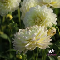Sandia Serenity Dahlia Tuber