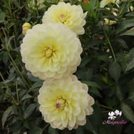 Sandia Serenity Dahlia Tuber