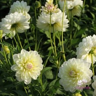 Sandia Serenity Dahlia Tuber