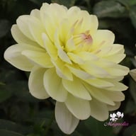 Sandia Serenity Dahlia Tuber
