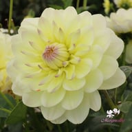 Sandia Serenity Dahlia Tuber