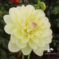 Sandia Serenity Dahlia Tuber
