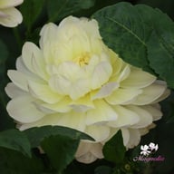 Sandia Serenity Dahlia Tuber