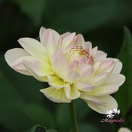 Sandia Serenity Dahlia Tuber