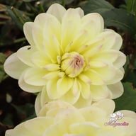 Sandia Serenity Dahlia Tuber