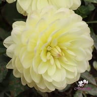 Sandia Serenity Dahlia Tuber