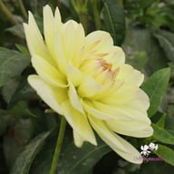 Sandia Serenity Dahlia Tuber
