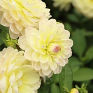 Sandia Serenity Dahlia Tuber