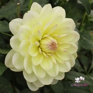 Sandia Serenity Dahlia Tuber