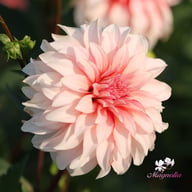 Santa Claus Dahlia Knöl
