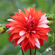 Santa Claus Dahlia Knöl