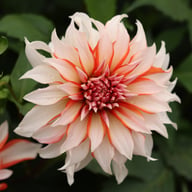 Santa Claus Dahlia Knöl