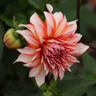 Santa Claus Dahlia Knöl
