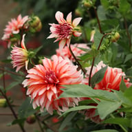Santa Claus Dahlia Knöl