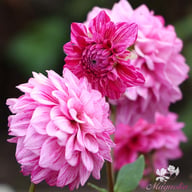 Santander Dahlia Tuber