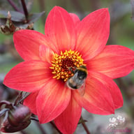 Schipper's Bronze Dahlia Knöl