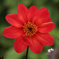 Schipper's Bronze Dahlia Knöl