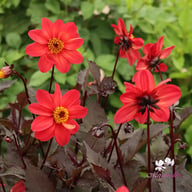 Schipper's Bronze Dahlia Knöl