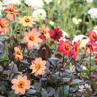 Schipper's Bronze Dahlia Knöl