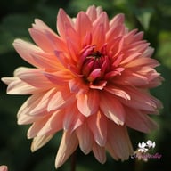 Schneckenstein Dahlia Tuber