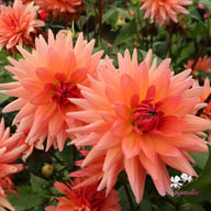 Schneckenstein Dahlia Tuber