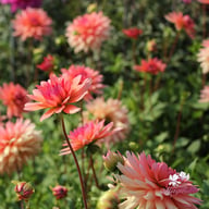 Schneckenstein Dahlia Tuber