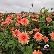 Schneckenstein Dahlia Tuber