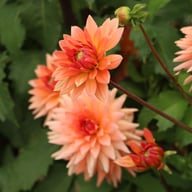Schneckenstein Dahlia Knöl