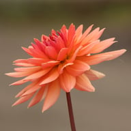 Schneckenstein Dahlia Knöl