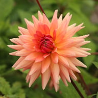 Schneckenstein Dahlia Knöl