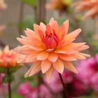 Schneckenstein Dahlia Knöl