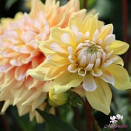 Seattle Dahlia Tuber