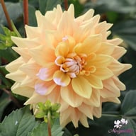 Seattle Dahlia Tuber