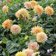 Seattle Dahlia Tuber