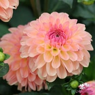 Sebastian Dahlia Knöl