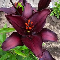 Secret Kiss Lillium Bulb