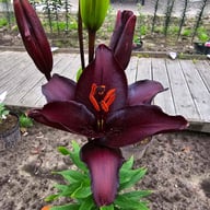 Secret Kiss Lillium Bulb