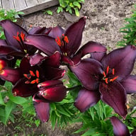Secret Kiss Lillium Bulb