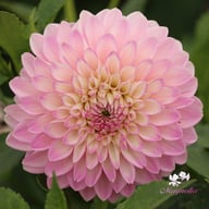 Sefton Silvertop Dahlia Tuber