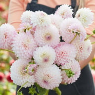 Sefton Silvertop Dahlia Tuber