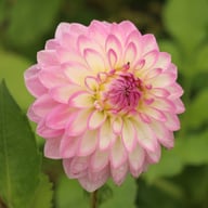 Sefton Silvertop Dahlia Tuber