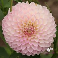 Sefton Silvertop Dahlia Tuber