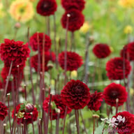 Senior's Darkness Dahlia Knöl