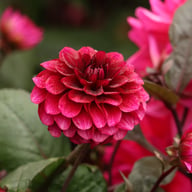 Senior's Darkness Dahlia Knöl