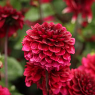Senior's Darkness Dahlia Knöl