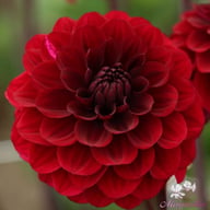 Senior's Darkness Dahlia Knöl