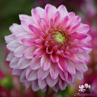 Senior's Dream Dahlia Knöl