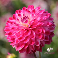 Senior's Dream Dahlia Knöl