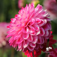 Senior's Dream Dahlia Knöl